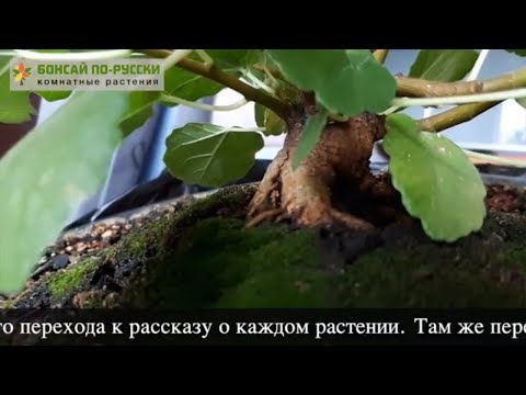 Видео: Подкормка растений Розы Шарон - Сколько Подкармливать Кустарник Алтея