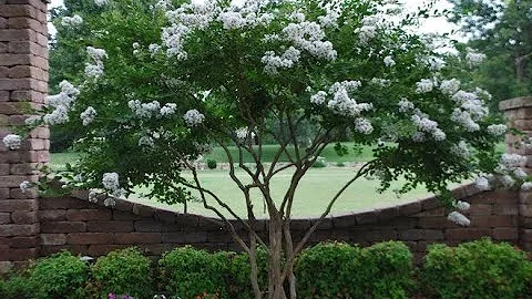 How to grow Beautiful Crape Myrtles/Garden Style nw