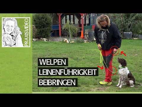 Video: Wie Hunde High & Low Pitches hören