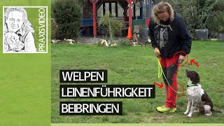 Welpen richtig erziehen ➡ Welpe Leinenführigkeit beibringen ➡ Praxisvideo ✔