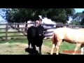 Funny Cow Humping Horse Fail HD