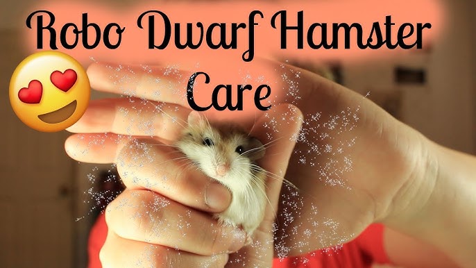 30 Days Life cycle of Hamster Campbell Dwarf Hamster 