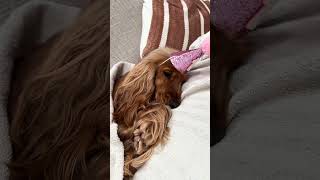 Tired birthday pup steals the show #puppylife #puppylove #dog #cutepuppy