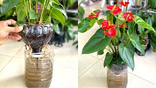 How to Grow Anthuriums Without Watering Will Always Be Lush With Many Flowers