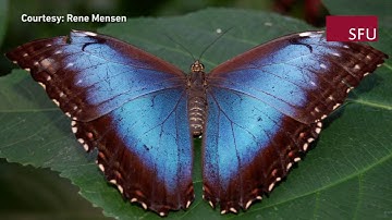 SFU spin-off creates new anti-counterfeit technology