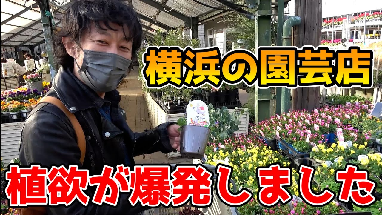 【植欲の秋】一つ買ったら止まらなくなりました【グリーンファーム金沢本店】【カーメン君】【園芸】【ガーデニング】【初心者】