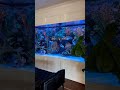 Aquariumfish poisson aquascape aquascaping fich aqua asmr aquaruim