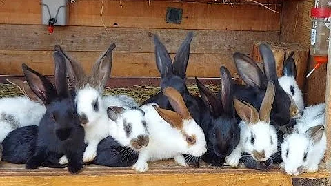 KРОЛИКИ🐰🐇 РАЗВЕДЕНИЕ И СОДЕРЖАНИЕ КРОЛИКОВ🐇🐰🐰🐇🐰