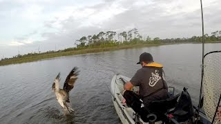 Osprey attacks lure while kayak fishing(I had a osprey dive bomb my Tactical anglers stalker lure while i was kayak fishing. He hooked himself in the foot. I reeled the osprey in and pulled the hook out ..., 2015-04-10T19:05:16.000Z)