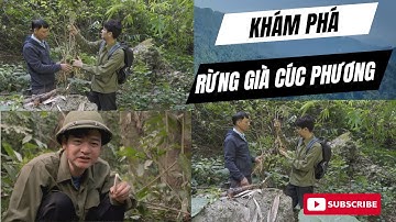 Khám Phá Rừng Cúc Phương – Hành Trình Tìm Kiếm Sâm & Dược Liệu Cổ Truyền! #tuansamcucphuong