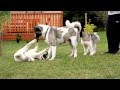 American akita puppies playing with their mom