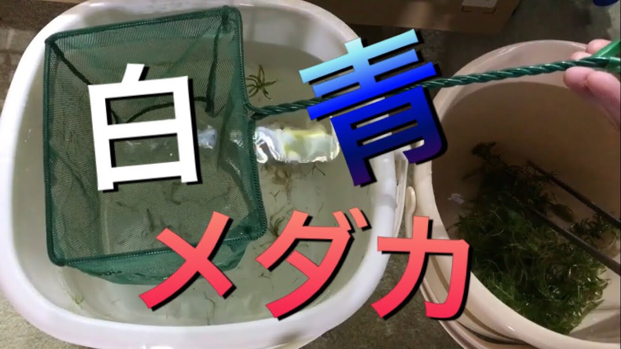 青メダカと白メダカ Youtube