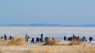 НАШЁЛ ГДЕ МЕСТНЫЕ ТАЩАТ С КАМЫШЕЙ РЫБУ МЕШКАМИ!