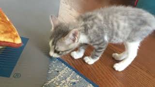 Greñero y Jazz #kitten #cat by Angie O 291 views 4 months ago 1 minute, 12 seconds