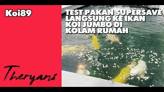 Test Pakan Supersave Langsung Ke Ikan Koi Jumbo Di Kolam, Suka Gak Ya Ikan Koi Kesayangan Gue ?!
