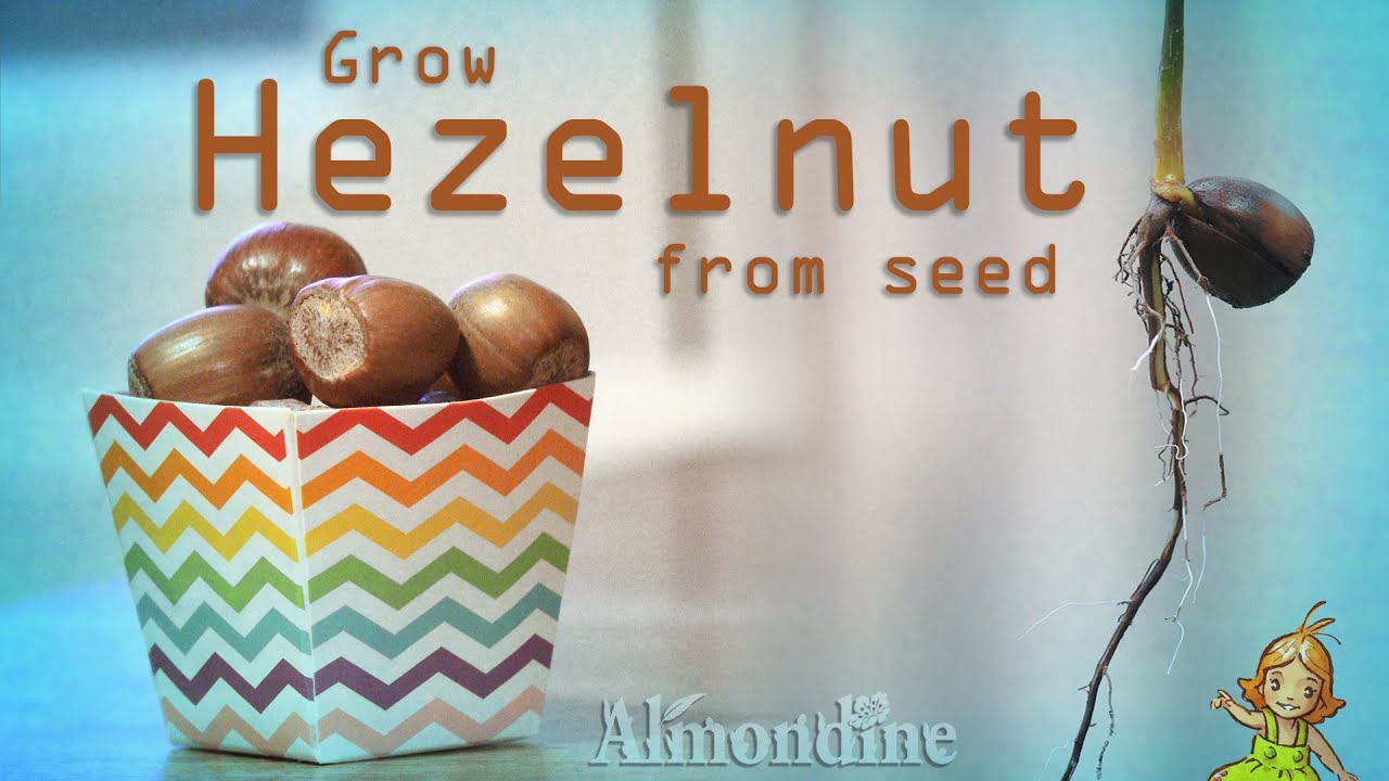 Grow HAZELNUT TREES from Seed Almondine YouTube