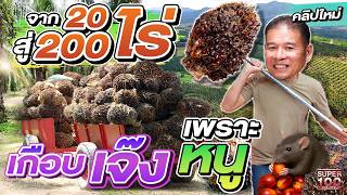 ลาออกมาทำสวน แต่เกือบเจ๊งเพราะหนู  #อ๊อด เกษตรกรสวนปาล์ม 200 ไร่  | SUPER100