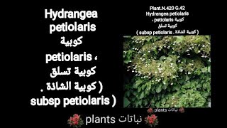 كوبية الشاذة Hydrangea petiolaris كوبية petiolaris ،  كوبية تسلق  ( subsp petiolaris )