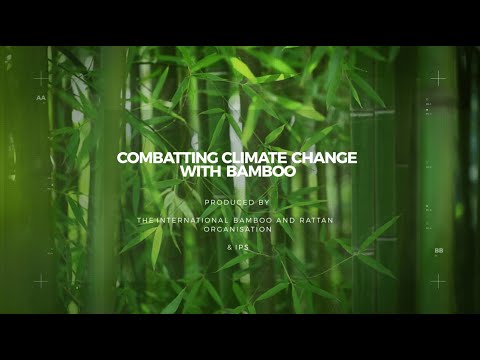Video: Bamboeswoestynplante: die keuse van bamboes vir woestynklimate