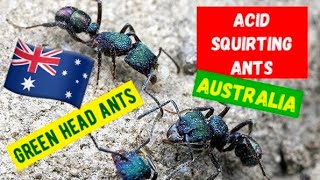 Acid Squirting Ants in Australia - What happens when a Green Ant Bites