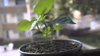 Bhut Jolokia (Ghost Pepper) Plant Time-Lapse 10-9 to 10-17