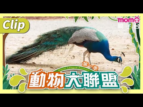 《動物大聯盟S1》除了孔雀，還有什麼鳥類會開屏呢？｜動物介紹｜寫實紀錄｜momokids親子台