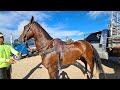 FEIRA DE CAVALOS DE CARUARU PE TERÇA FEIRA 18/05/2021