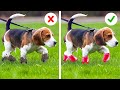 So Cute! Awesome Hacks For Pet Owners! Cool Tricks, Gadgets For Pets By A PLUS SCHOOL