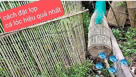 cách đặt lợp cá lóc hiệu quả nhất ,dễ làm ( Nhân Hai Lúa).#chetao.#sanbat,#cauluon,#mientay