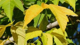 Native Wyoming Maples