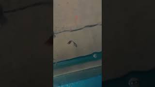 ada Yang Berbeda guppy