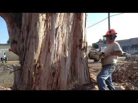 Video: Dying Eucalyptus Trees - What Diseases Affect A Eucalyptus Tree