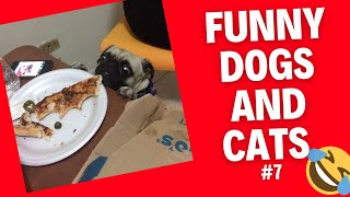 Funny Animal Videos 2022 Best Dogs And Cats Videos 😺😍 # 7