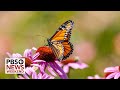 Monarch butterfly declared endangered amid declining numbers