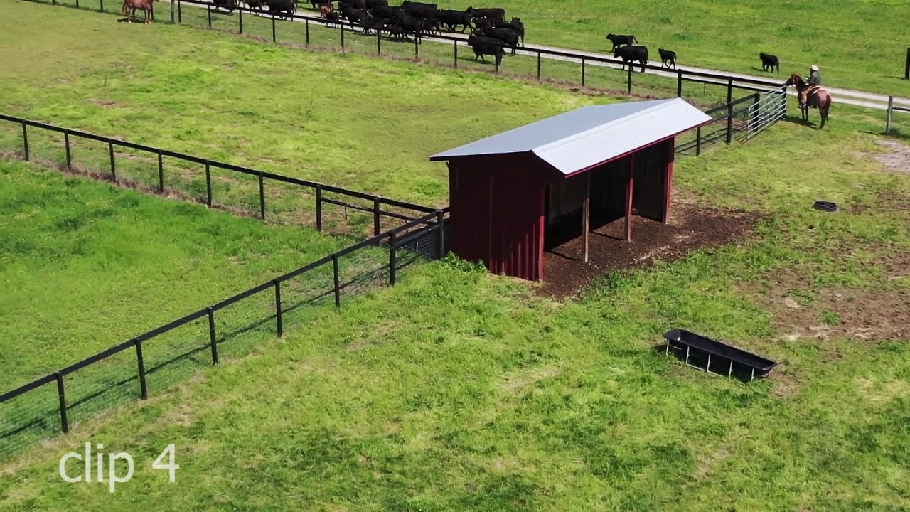 Online Animal Handling Series: Session 2 - 3 Points of Pressure with