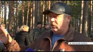 Жители поселка Громадск возмущены масштабной вырубкой сосен