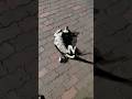 😆 #funnyvideo #dog #ytshorts #kalucomedy 😆