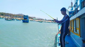 Câu Cá Trúng Ổ Cá Dìa Cá Vồ Biển | Fishing In The Sea Puffer Fish Nest - Biên Vlog