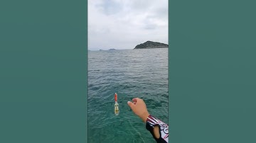 Xem ngư dân câu mực biển với mồi tôm giả có chân, mồi câu mực dạ quang câu mực ống mực lá bạch tuộc