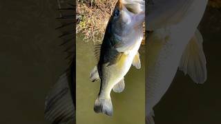 Blugigi and Bassisi ❤️😂 #fishing #funny #viralvideo #trending #shorts #subscribe #brainrot #fyp Profile