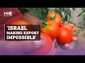 Gazas farmers say israel is making tomato export impossible