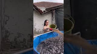 Jangan Pernah Gengsi Untuk Mengais Rezeki  budidayaikanlele ikanlele budidayaikan panen