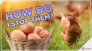 Hens Eating Their Own Eggs? Here's How To Stop Them