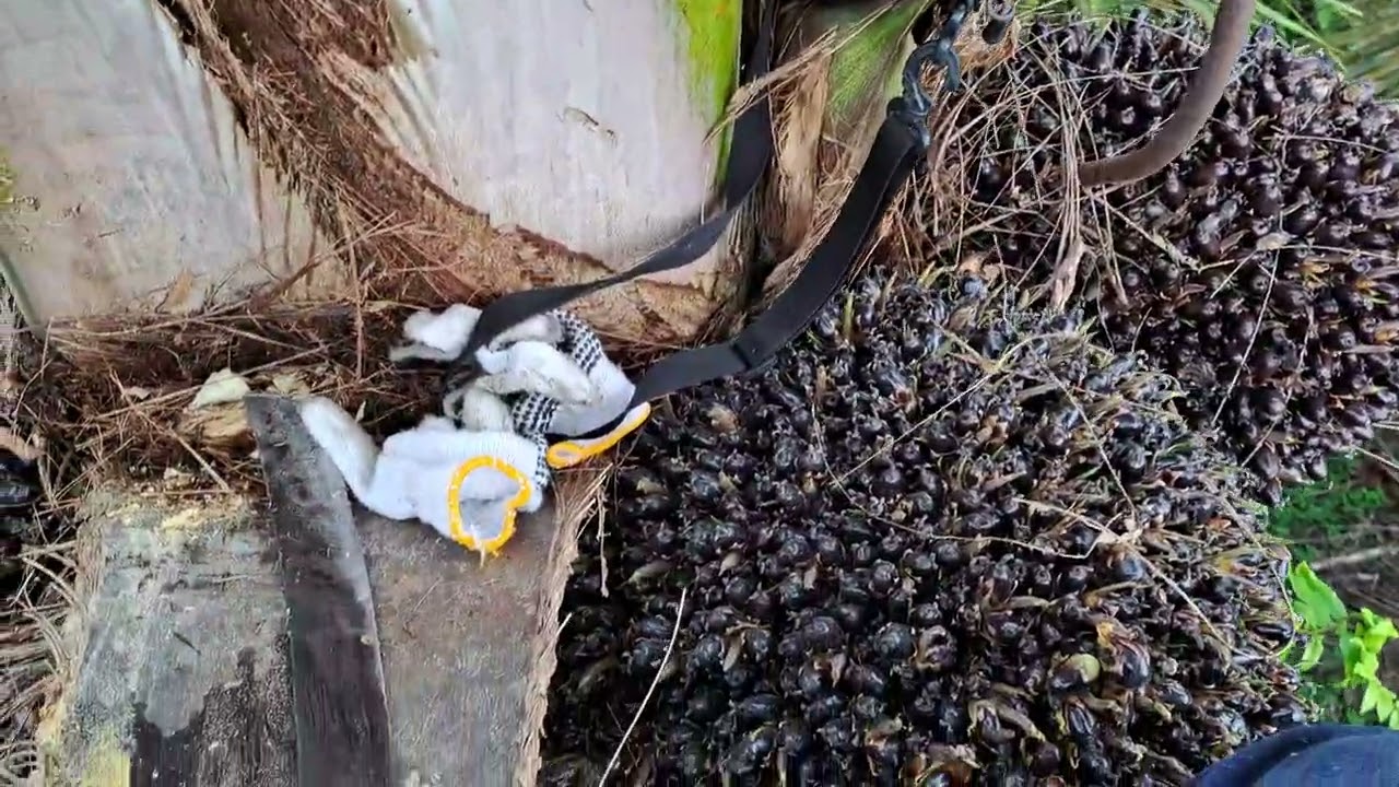 AKTIVITAS PAGI HARI DI POHON INDUK BENIH UNGGUL