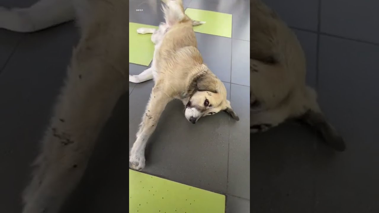 Tbilisi dog Rafeiro do Alentejo