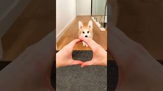 cute corgi action🐕🫣🥰😁P9191
