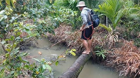 Kích Cá Sau Những Ngày Mưa Lũ Dính Đủ Loại Cá Ngon 