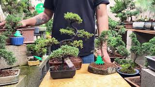 Diferentes tipos de riego para Bonsai / Como regar mi bonsai con métodos caseros / Riego Bonsai 🚿