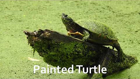 How Animals Survive Winter: Hibernation - Huston-Brumbaugh Nature Center