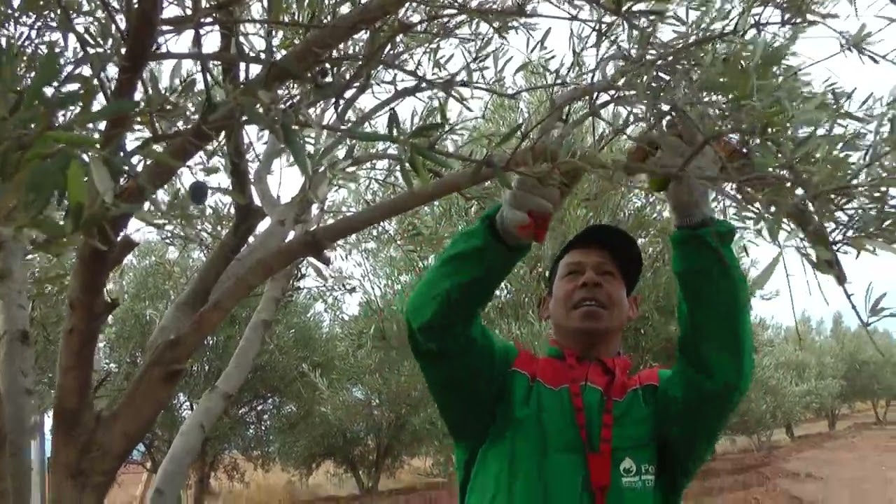 تشبيب أشجار الزيتون الحوزية بمنطقة تيغسالين الأطلس المتوسط المغربي